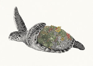 GREETING CARD - HAWKSBILL SEA TURTLE